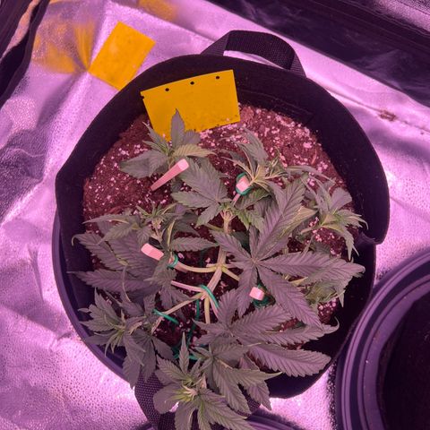 Wappa growlog photo: Got the LST down aswell as a little bit of trimming.

750 ml this time.

