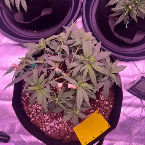 Wappa growlog photo: Got the LST down aswell as a little bit of trimming.

750 ml this time.

