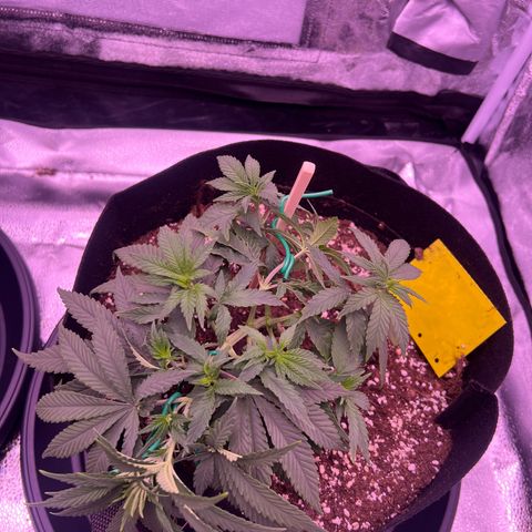 Wappa growlog photo: Got the LST down aswell as a little bit of trimming.

750 ml this time.


