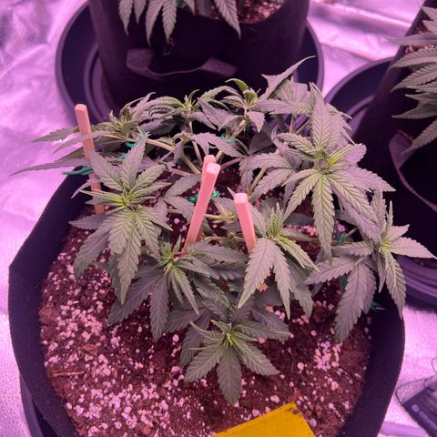 Wappa growlog photo: Got the LST down aswell as a little bit of trimming.

750 ml this time.

