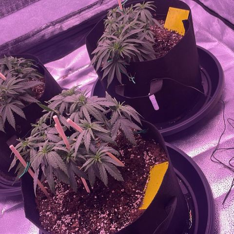 Wappa growlog timeline photo