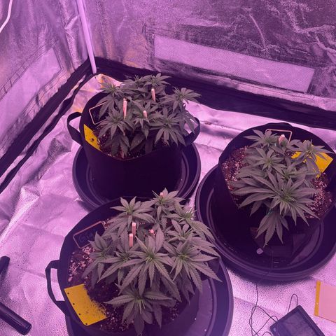 Wappa growlog timeline photo