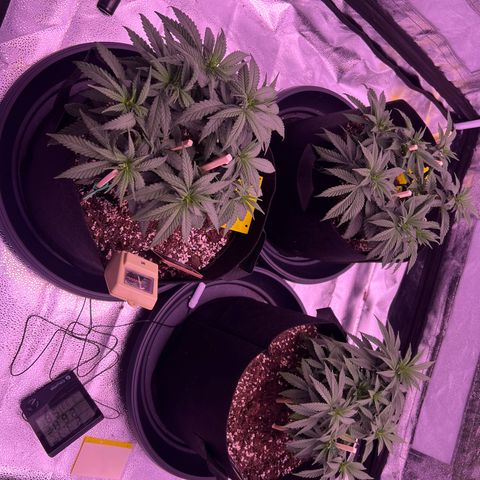 Wappa growlog photo: We flipped today 🔥🥦