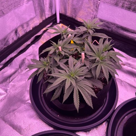 Wappa growlog photo: We flipped today 🔥🥦