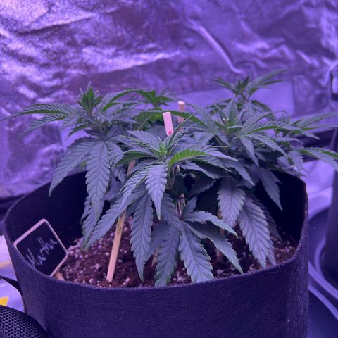 Wappa growlog photo: We flipped today 🔥🥦
