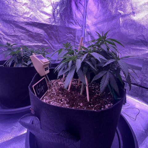 Wappa growlog photo: We flipped today 🔥🥦