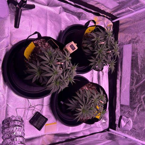 Wappa growlog photo: We flipped today 🔥🥦