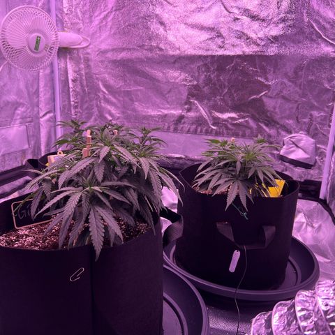 Wappa growlog photo: We flipped today 🔥🥦