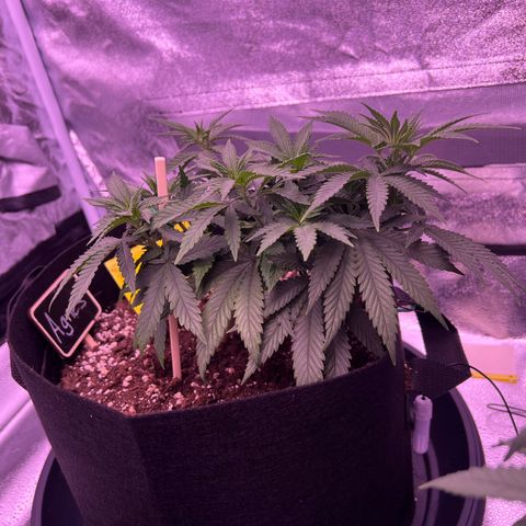 Wappa growlog photo: We flipped today 🔥🥦