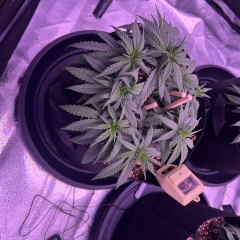 Wappa growlog photo: We flipped today 🔥🥦