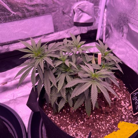 Wappa growlog photo: We flipped today 🔥🥦