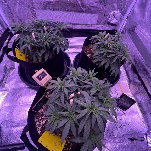 Wappa growlog timeline photo