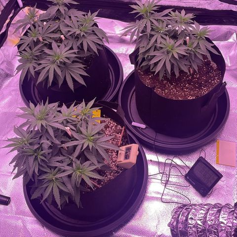 Wappa growlog photo: Moving the light definitely helped. Slowly stretching and it seems leaf grow is show first signs of pre flower