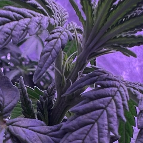 Wappa growlog timeline photo