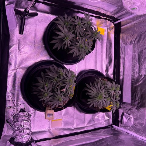Wappa growlog timeline photo