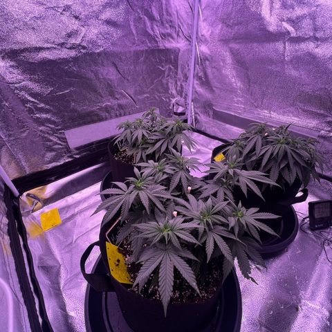 Wappa growlog timeline photo