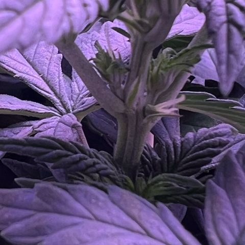 Wappa growlog timeline photo