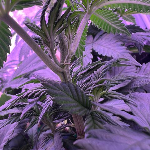 Wappa growlog timeline photo