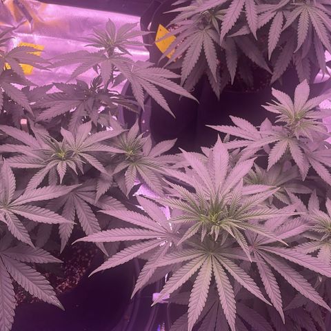 Wappa growlog timeline photo