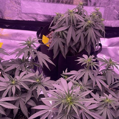 Wappa growlog timeline photo