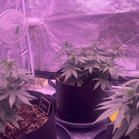 Wappa growlog timeline photo