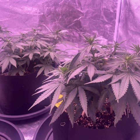Wappa growlog timeline photo