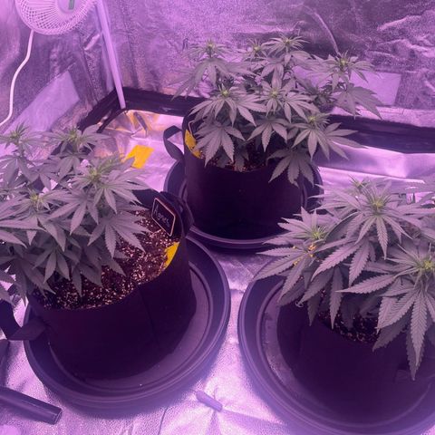 Wappa growlog timeline photo