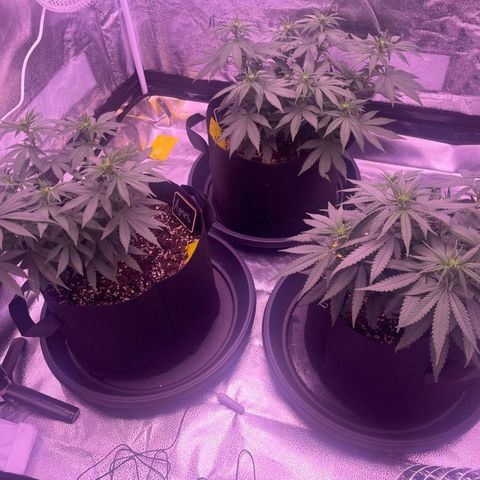 Wappa growlog timeline photo