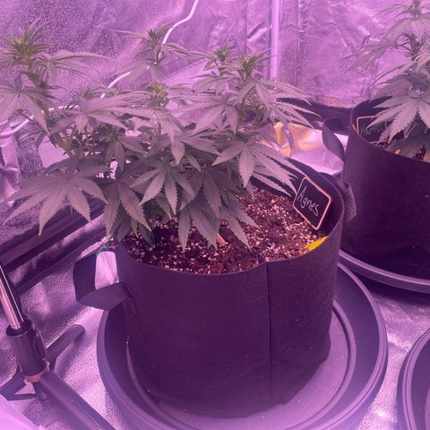 Wappa growlog timeline photo