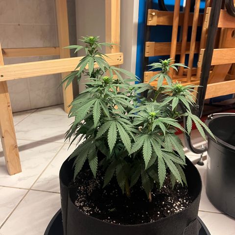 Wappa growlog timeline photo
