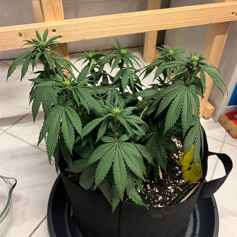 Wappa growlog timeline photo
