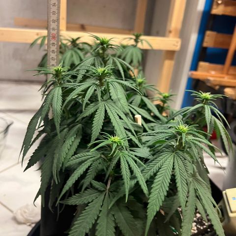 Wappa growlog timeline photo
