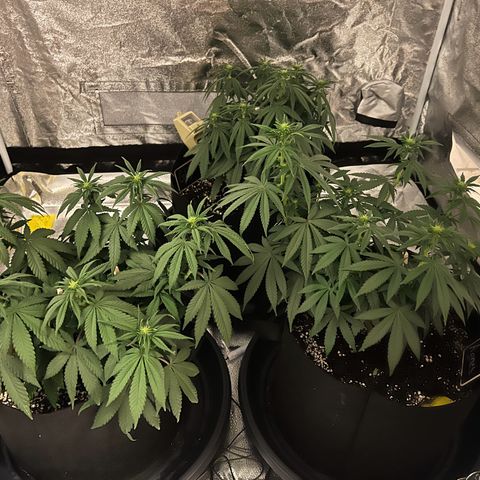 Wappa growlog timeline photo