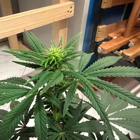 Wappa growlog timeline photo