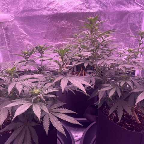 Wappa growlog timeline photo
