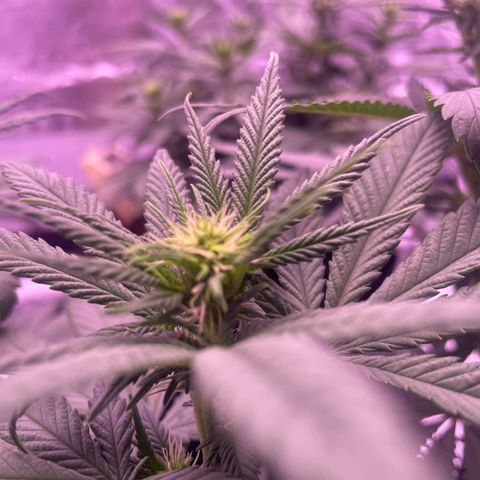 Wappa growlog timeline photo