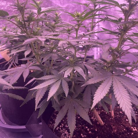 Wappa growlog timeline photo