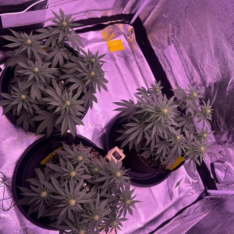 Wappa growlog photo: 1 L heute pro person