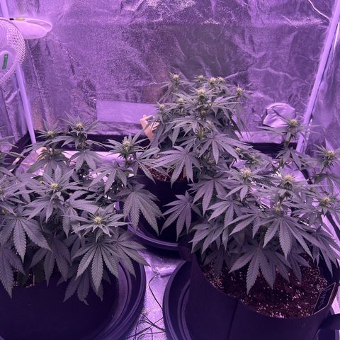 Wappa growlog photo: 1 L heute pro person