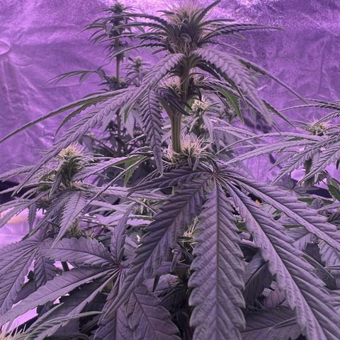 Wappa growlog photo: 1 L heute pro person