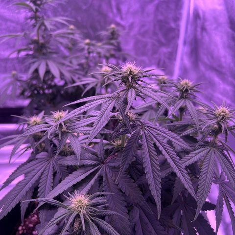 Wappa growlog photo: 1 L heute pro person