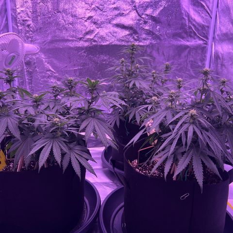 Wappa growlog photo: 1 L heute pro person