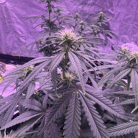 Wappa growlog timeline photo