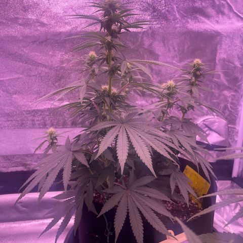 Wappa growlog timeline photo