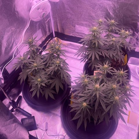 Wappa growlog timeline photo