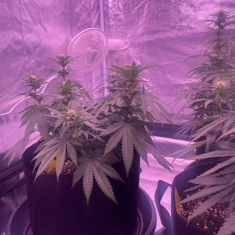 Wappa growlog timeline photo