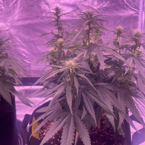 Wappa growlog timeline photo