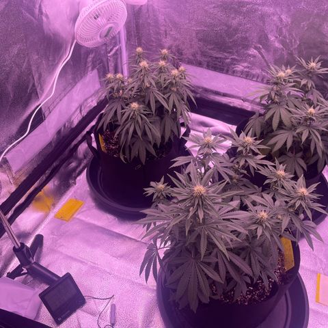 Wappa growlog timeline photo
