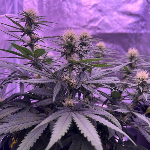 Wappa growlog timeline photo