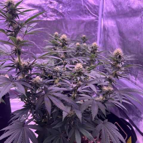 Wappa growlog timeline photo